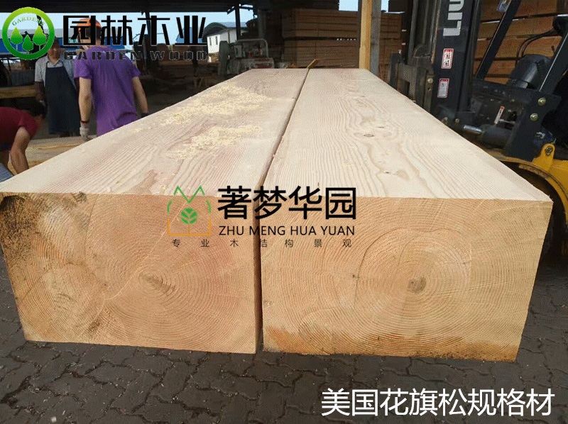 花旗松素材 花旗松素材